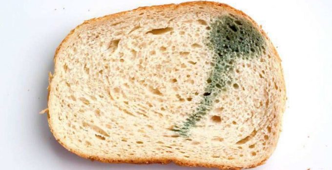 How to Keep Bread from Molding: Top 4 Tips to Keep Bread Fresh for Longer